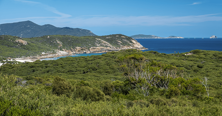 Native Australian coastal vegetation – Bass Strait 