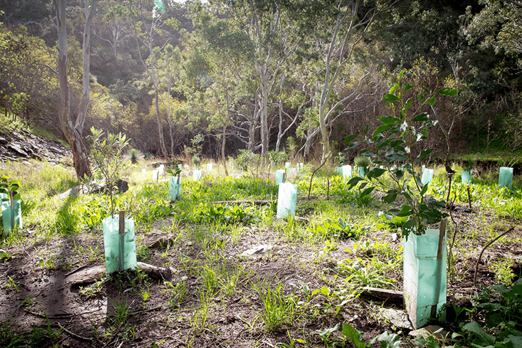 Plastic fluted tree guards protect seedlings in a revegetation site