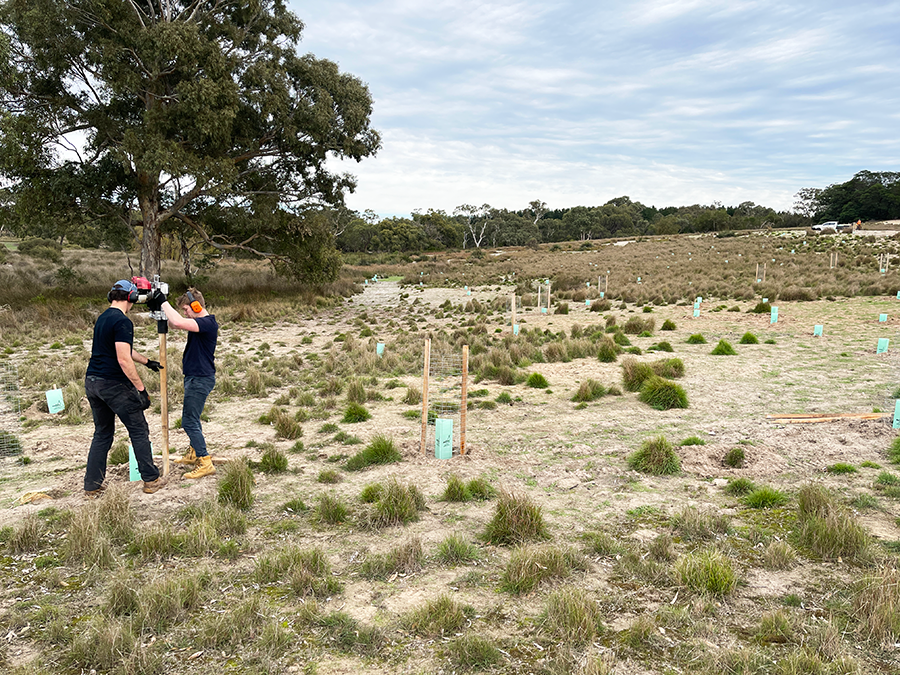 Late Autumn tree planting on a "Cockies for Cockies" revegetation site in Naracoorte, South Australia. Copyright Arborgreen.