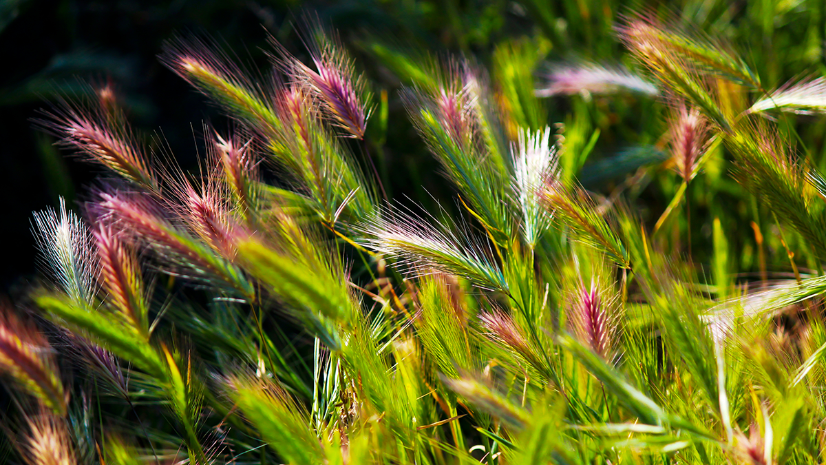 Barley Grass weed growing in Big Swamp, Bunbury, WA