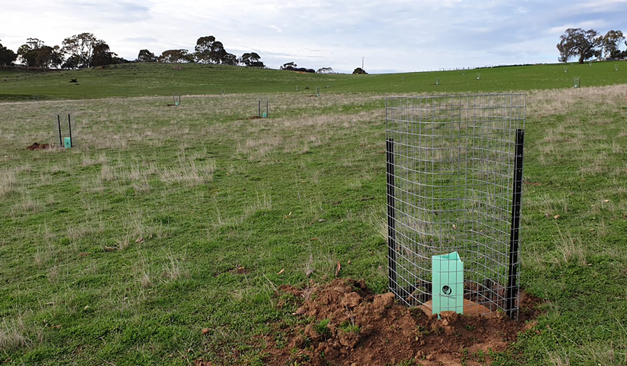 Mallee Mesh Sheep Guard - Trees For Life - Arborgreen