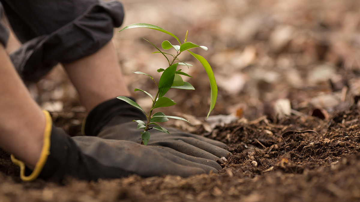 Planting a tree seedling - Arborgreen blog